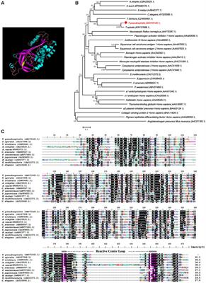 Recombinant Trichinella pseudospiralis <mark class="highlighted">Serine Protease Inhibitors</mark> Alter Macrophage Polarization In Vitro